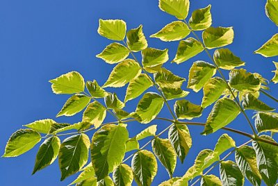 Aralia elata 'Aureovariegata' - arálie štíhlá - listy